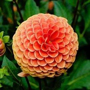 Meet your Posher, Berta